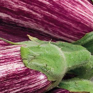 Aubergine