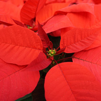 Poinsettia