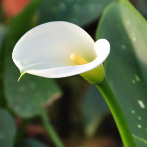 Zantedeschia