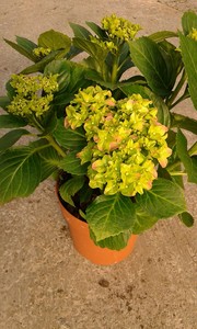 PRECIOSAS HORTENSIAS DISPONIBLES A PARTIR DE PRIMEROS DE FEBRERO