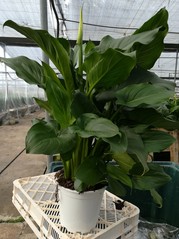 Oferta Zantedeschia