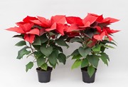 Oferta Poinsettia